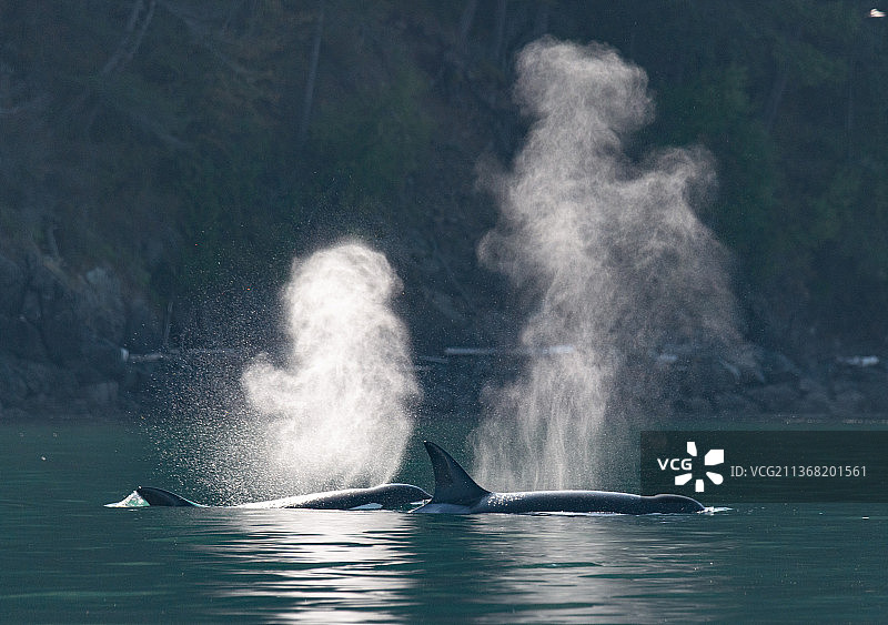 加拿大不列颠哥伦比亚省虎鲸在海中游泳图片素材