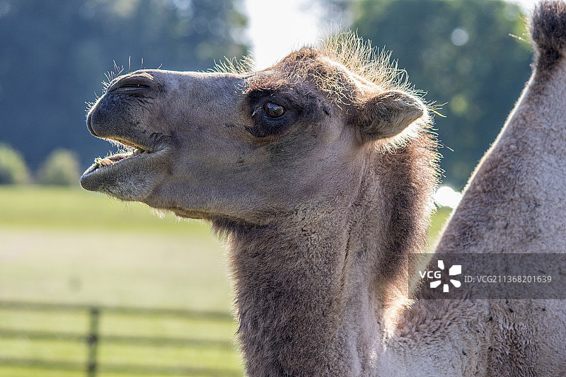 双峰骆驼特写图片素材