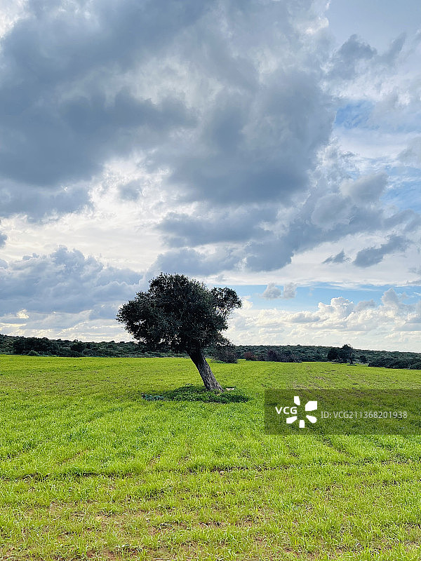 田野上的单棵树图片素材