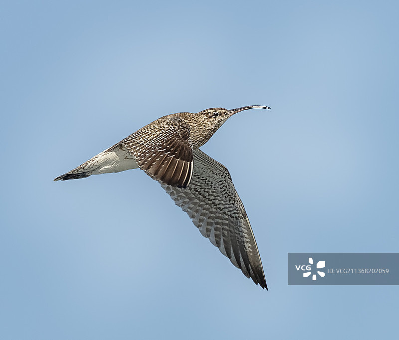 中杓鹬：低角度晴空飞行图片素材