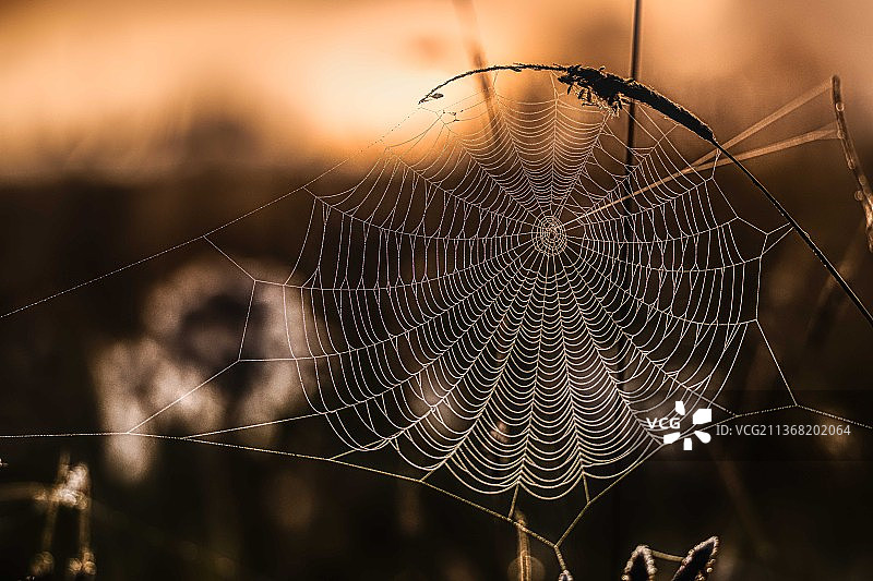 蜘蛛网，蜘蛛特写，瑞典弗伦图片素材