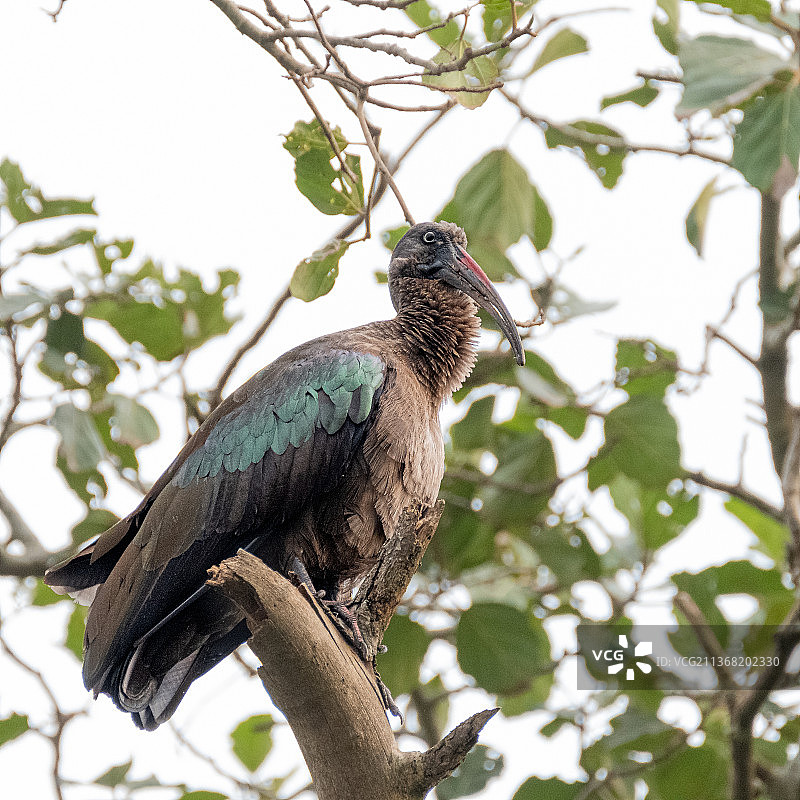 宜必思鸟栖息在树上的低角度视图图片素材