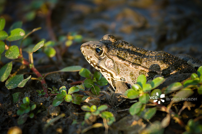 法国，河岸上的青蛙特写图片素材