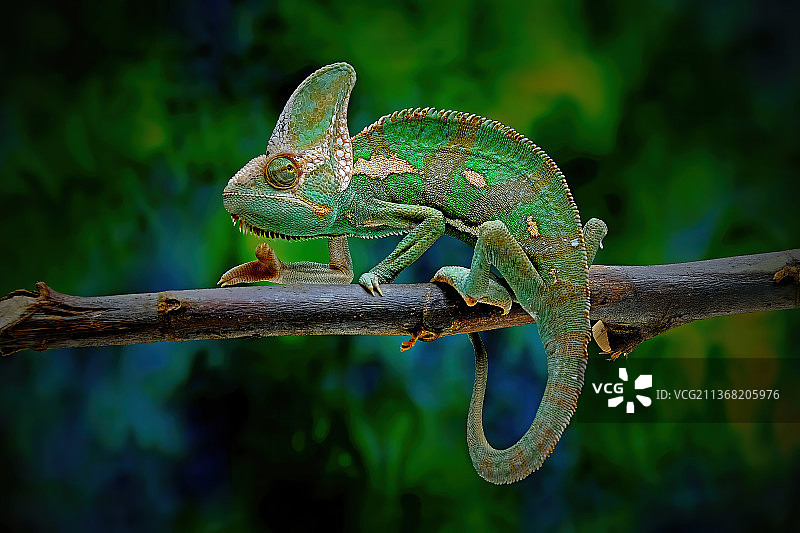 印度尼西亚西爪哇省勿加泗的变色龙特写图片素材