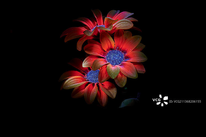 西班牙瓦伦西亚Catadau黑色背景下的鲜花特写图片素材