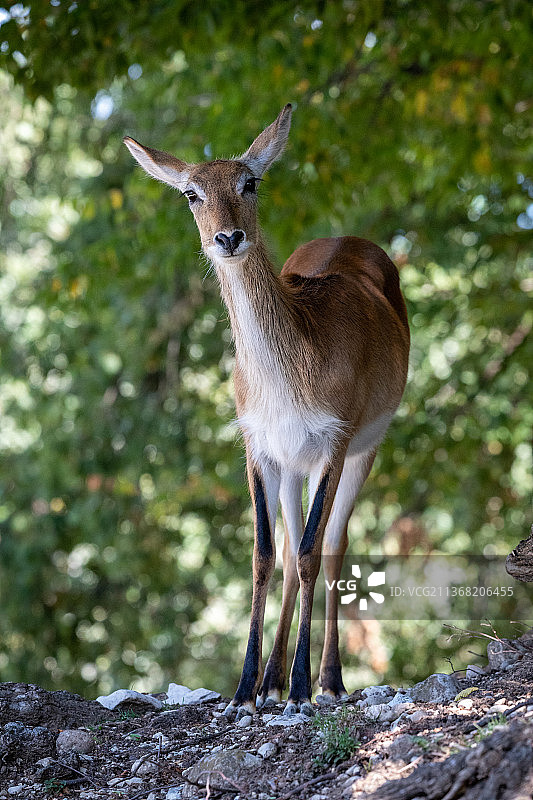维罗纳布索伦戈原野上站立的鹿仰视图片素材