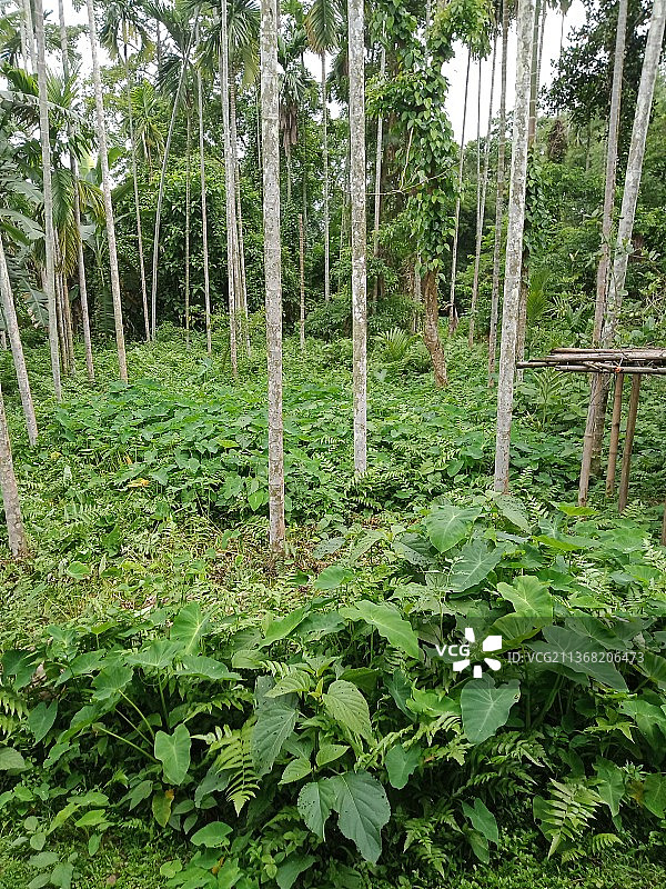 森林中的绿色树木图片素材