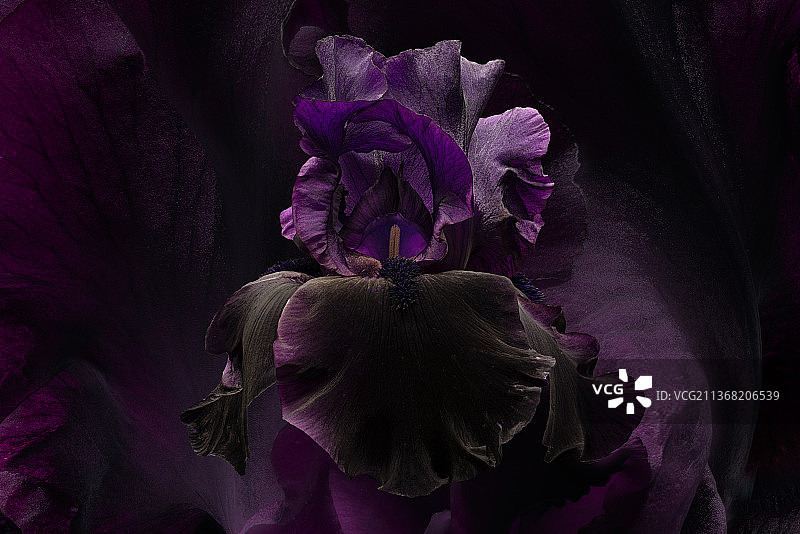 俄勒冈州梅德福紫色花朵特写图片素材