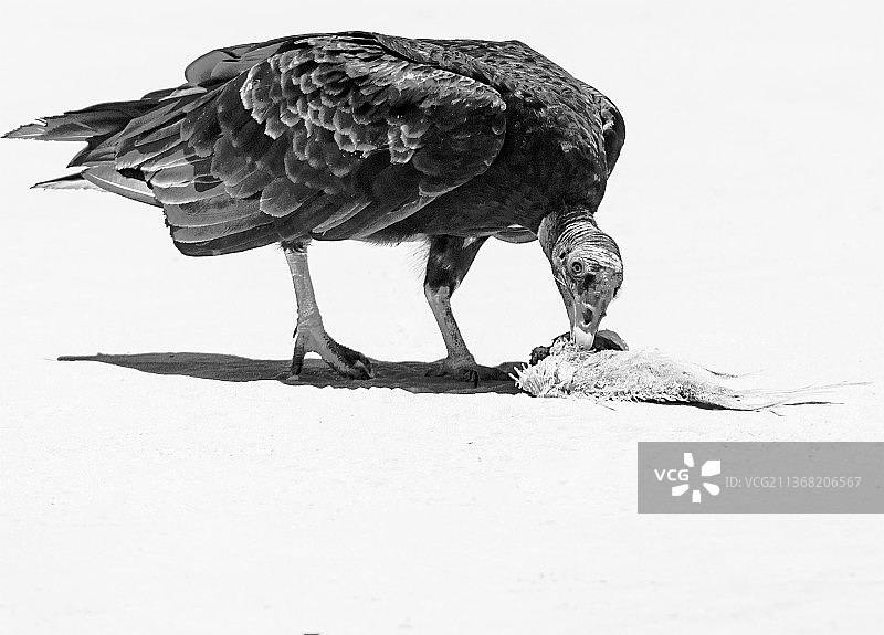 秃鹫栖息在岩石上的特写图片素材