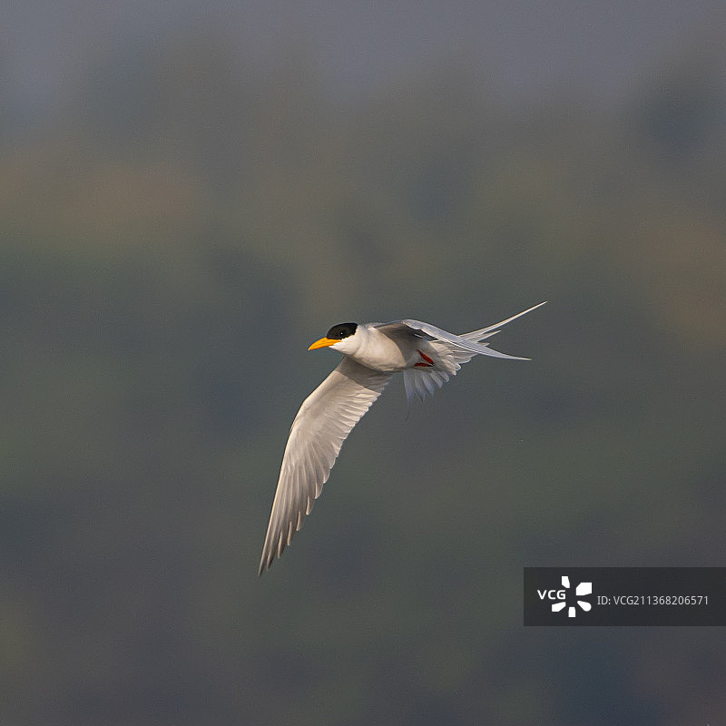 户外飞翔的燕鸥特写图片素材