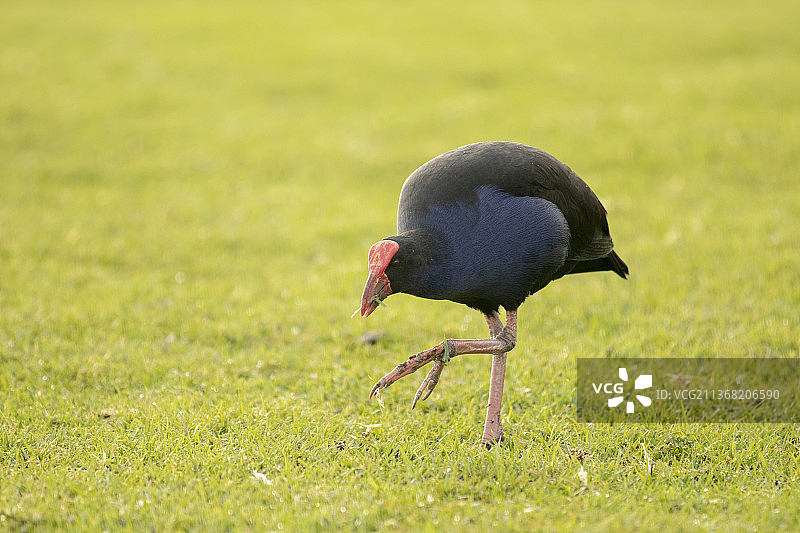 水鸡栖息在草地上的特写，新西兰怀卡托汉密尔顿图片素材