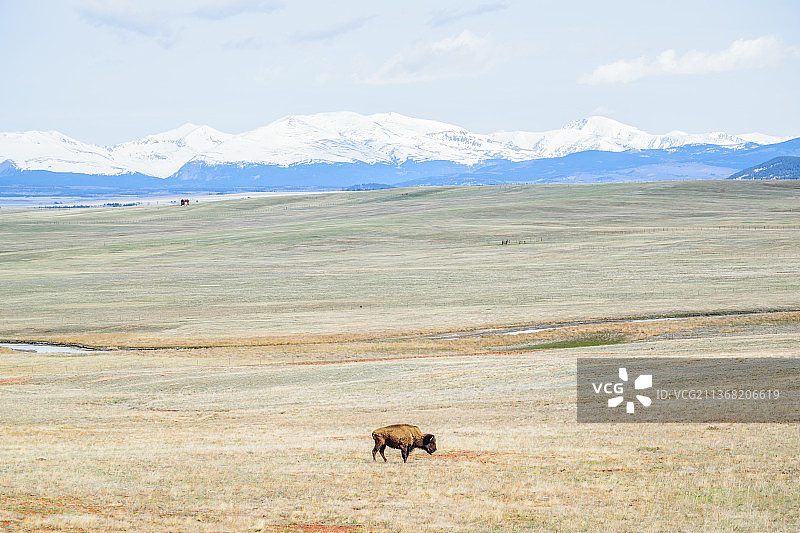 孤独的美洲野牛，高角度观看绵羊在田野上吃草，美国科罗拉多州帕克县图片素材