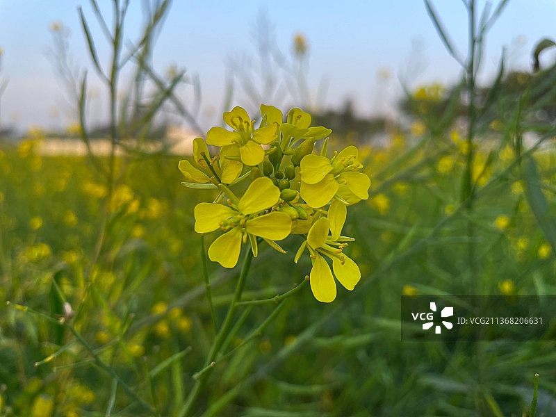 植物田中黄色花朵特写图片素材