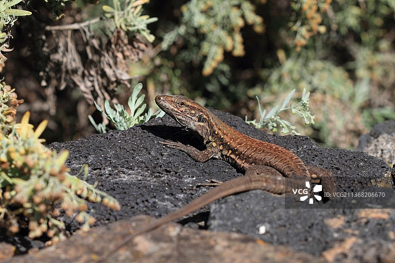 西班牙加那利群岛克鲁兹港岩石上的普通壁虎特写图片素材