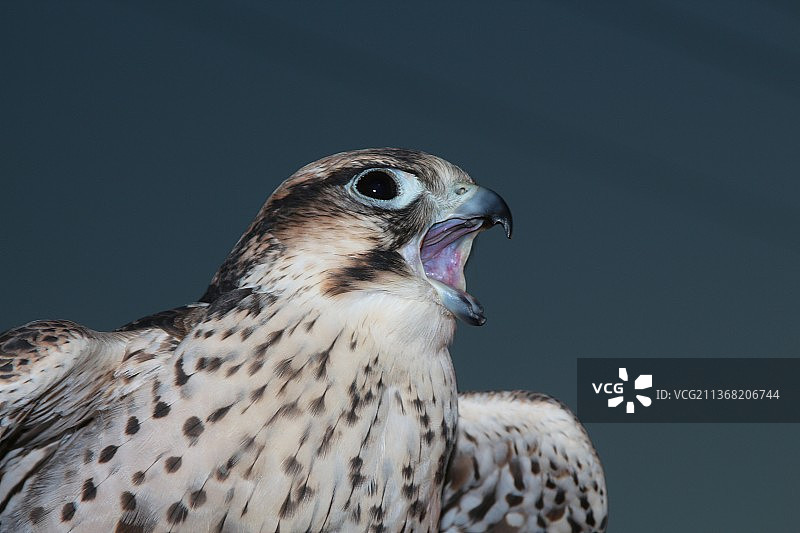 欢呼胜利，猛禽猎鹰的特写镜头，背景是晴朗的天空，位于突尼斯凯夫的塔杰鲁因图片素材
