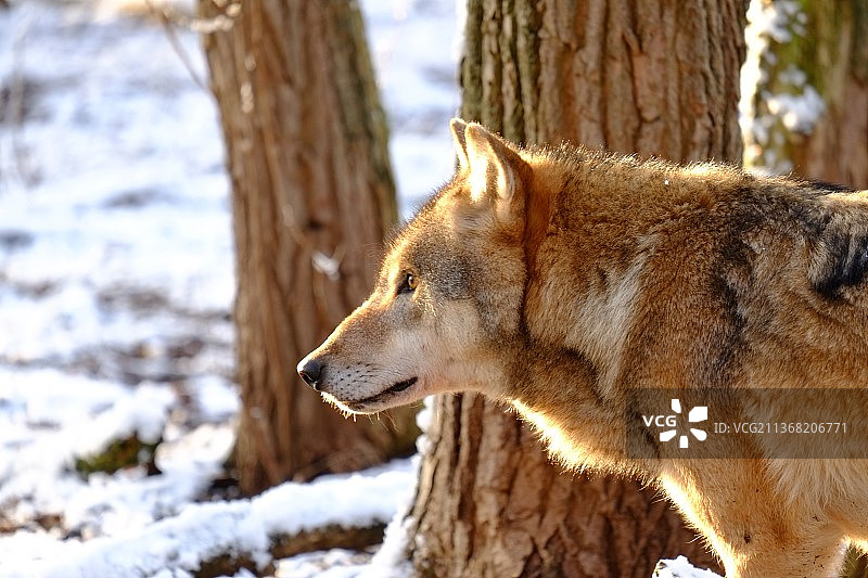 狼，灰狼的特写，看向远方图片素材