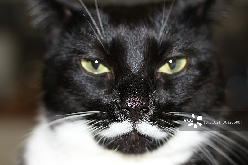 猫头特写：黑猫图片素材