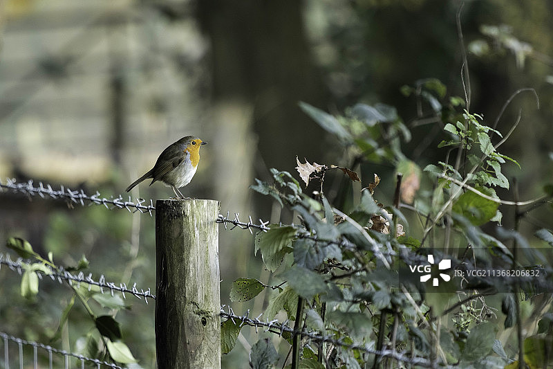 站在木栅栏柱子上的知更鸟，英国东格林斯特德图片素材