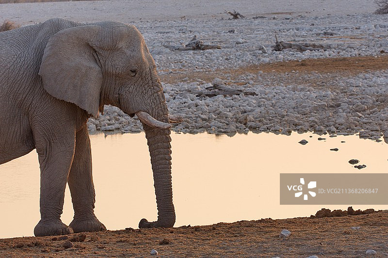 在纳米比亚埃托沙水坑，非洲沙漠象站在海滩上（奥沙纳地区，侧视图）图片素材