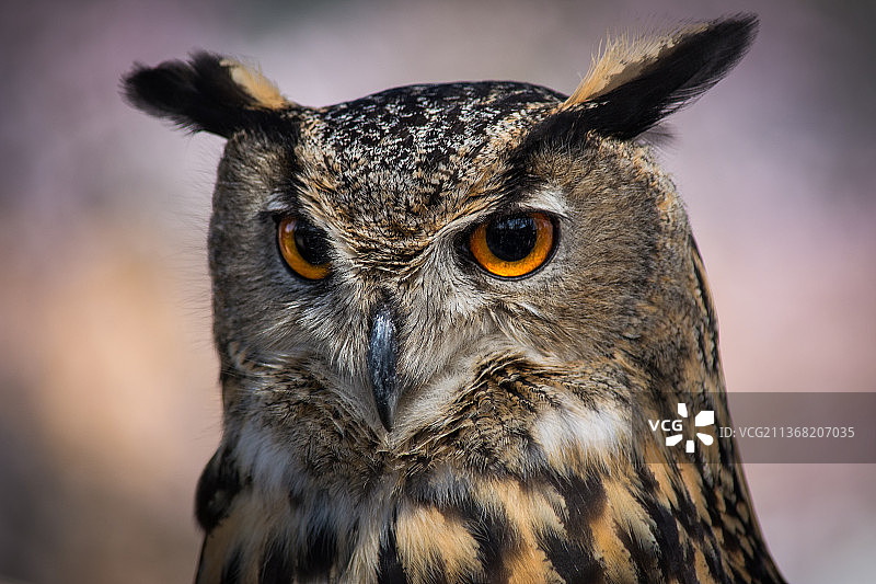 羽毛特写：大角雕鸮图片素材
