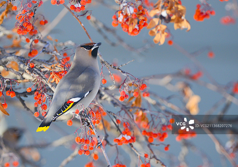 栖息在树上的太平鸟特写图片素材