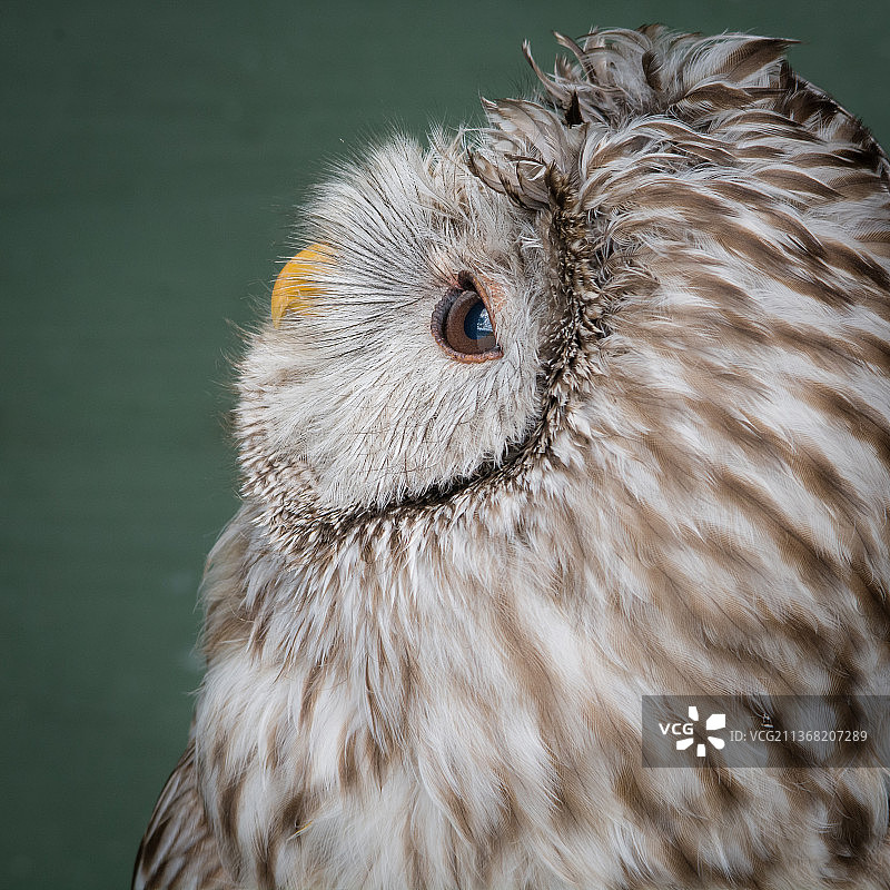 近距离观察老鹰和灰林鸮图片素材