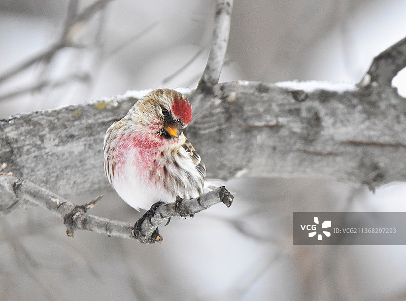 栖息在树枝上的红腹灰雀特写图片素材