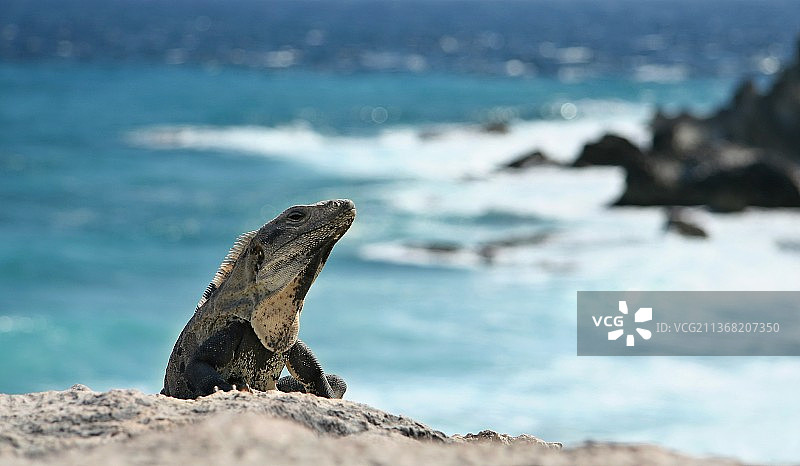 岩石上的鬣蜥特写图片素材