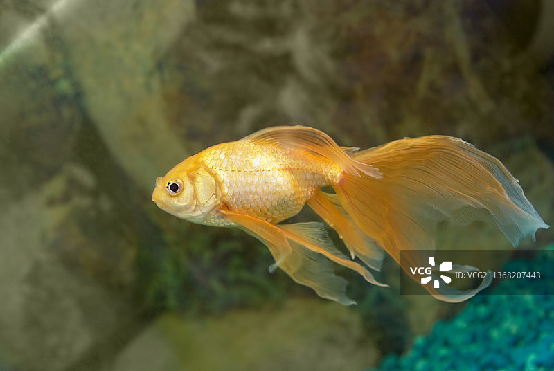 热带金鱼特写，在鱼缸中畅游图片素材