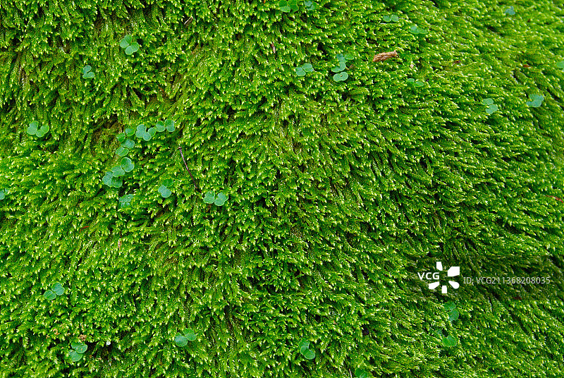 绿色草地全画幅纹理照片图片素材