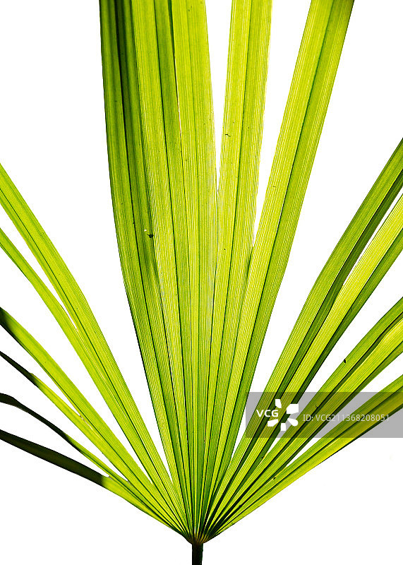 白色背景下的扇叶棕榈绿叶图片素材