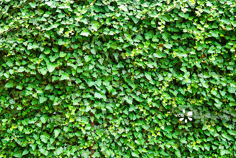常春藤墙图片素材