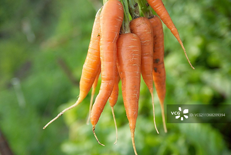 田地里的胡萝卜特写图片素材