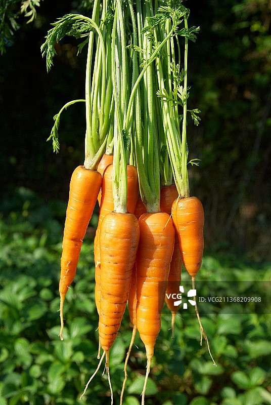 田地里的胡萝卜特写图片素材