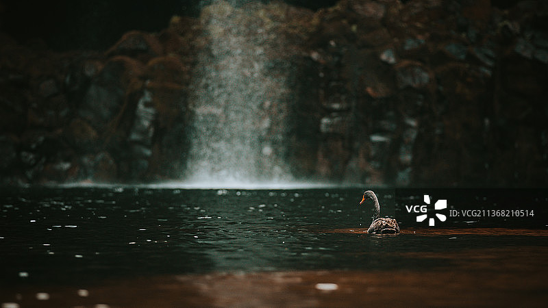 新西兰的黑天鹅和绿头鸭图片素材