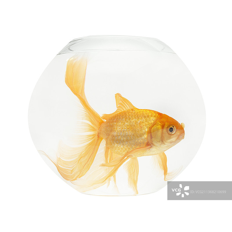 水族箱里的金鱼，白色背景前的金淡水鱼特写图片素材