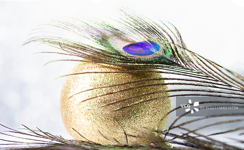 老式美感，孔雀羽毛特写图片素材