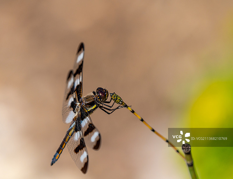 树枝上的蜻蜓特写图片素材