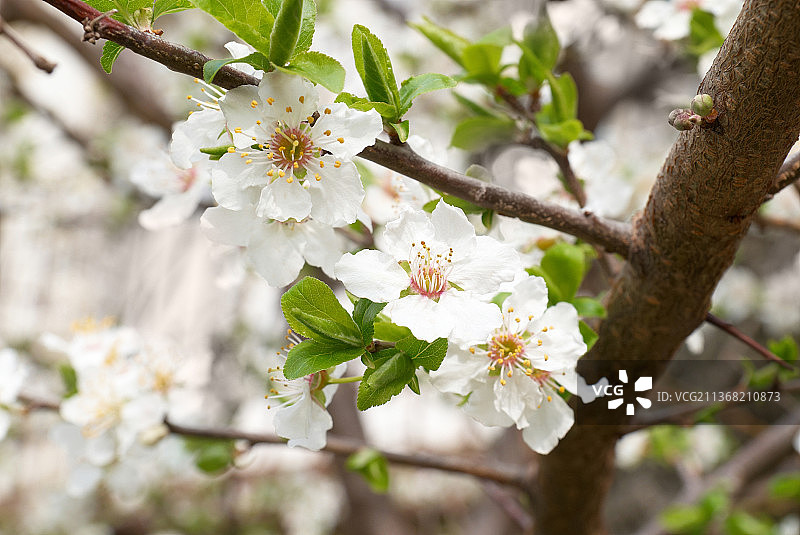李树白花特写图片素材