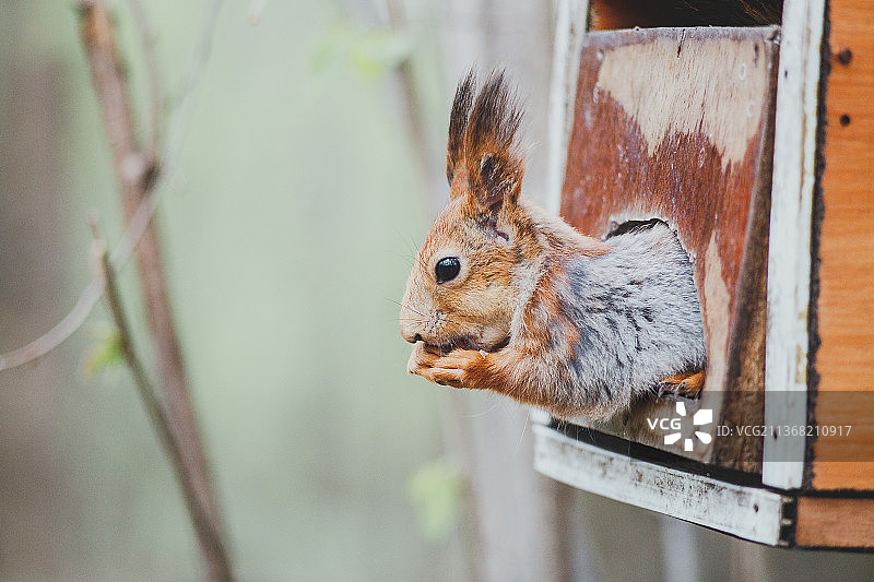 红松鼠特写，在木头上，俄罗斯莫斯科图片素材