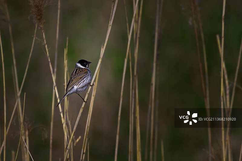 栖息在植物上的苇鹀特写图片素材