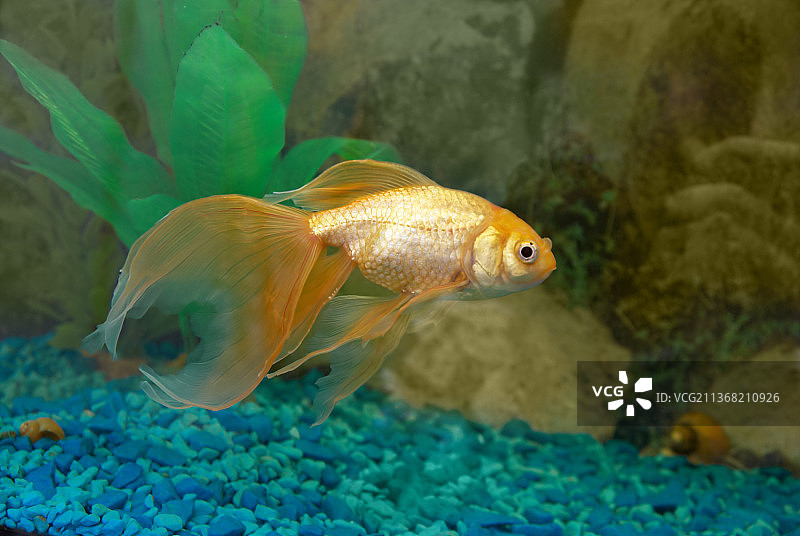 热带金鱼：水族箱中游动的兰寿金鱼特写图片素材