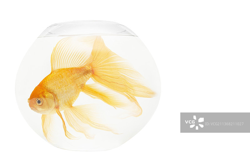 水族箱里的金鱼，白色背景特写图片素材