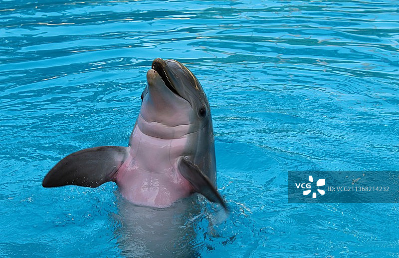 海豚，瓶子在海中游泳的俯视图图片素材