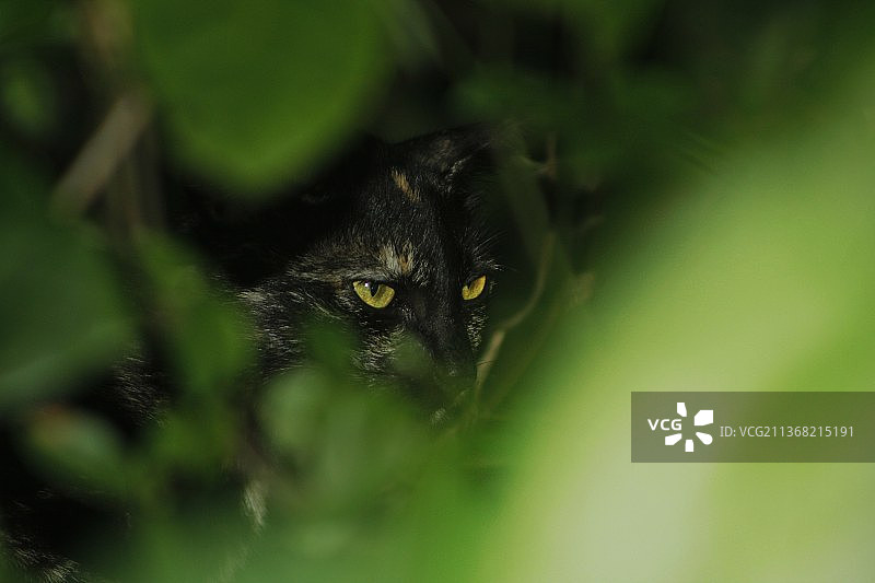 猫的特写肖像图片素材