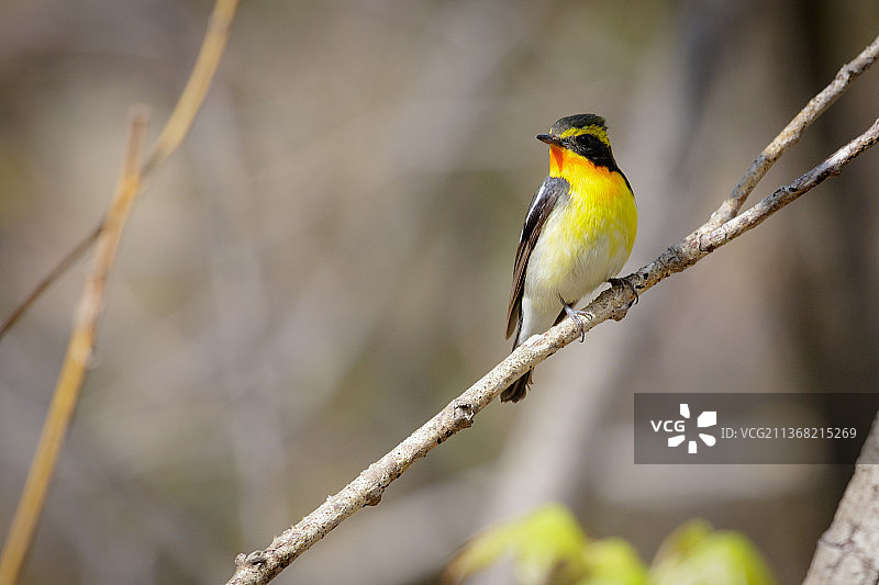 鸟鸣鸟栖息在树枝上的特写镜头图片素材