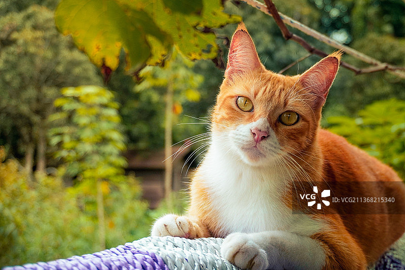 我的宠物YORU，猫坐在户外的特写肖像图片素材