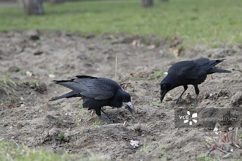 早春时节，两只乌鸦在草地上觅食图片素材