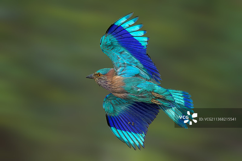 你太慢了，印度加利布尔户外丁香花特写图片素材