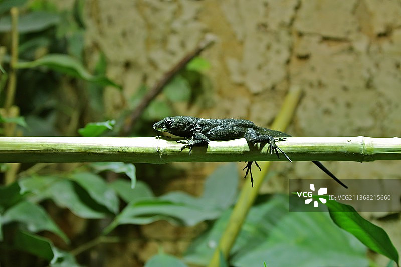 德国波茨坦生物圈，变色龙蜥蜴在植物上特写图片素材